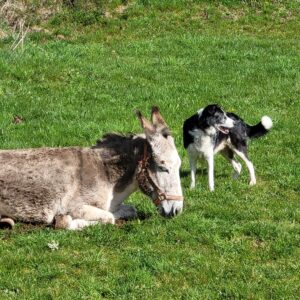 Oreo et Gokyo