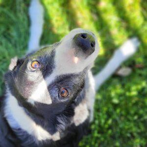 Oreo