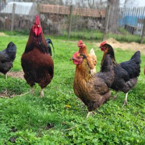 Poules