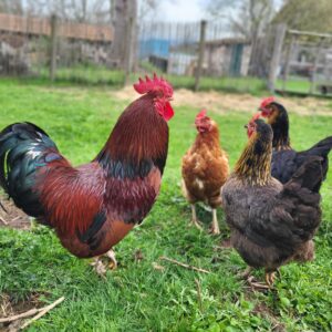 Coq et poules