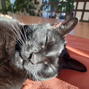 Arwen entrain de profiter du soleil