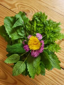Assortiment plantes sauvages